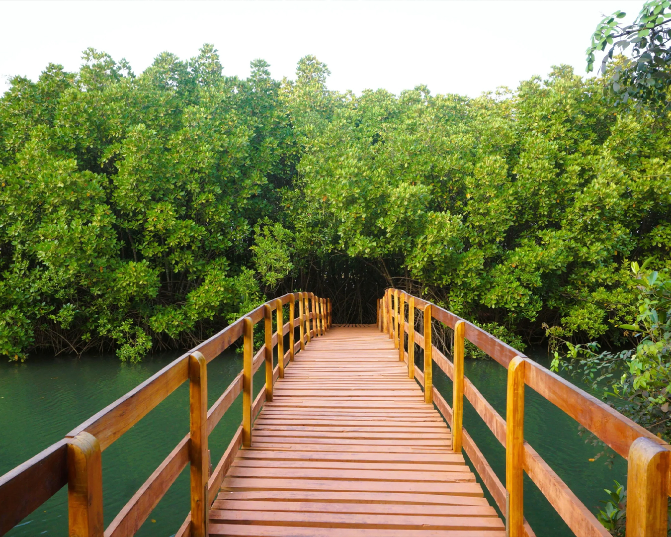 Kandla mangrove boardwalk, (Honnavar)
